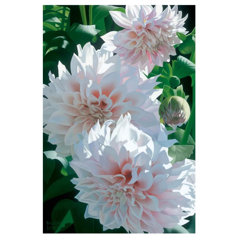 216640 Three Pink Dahlias