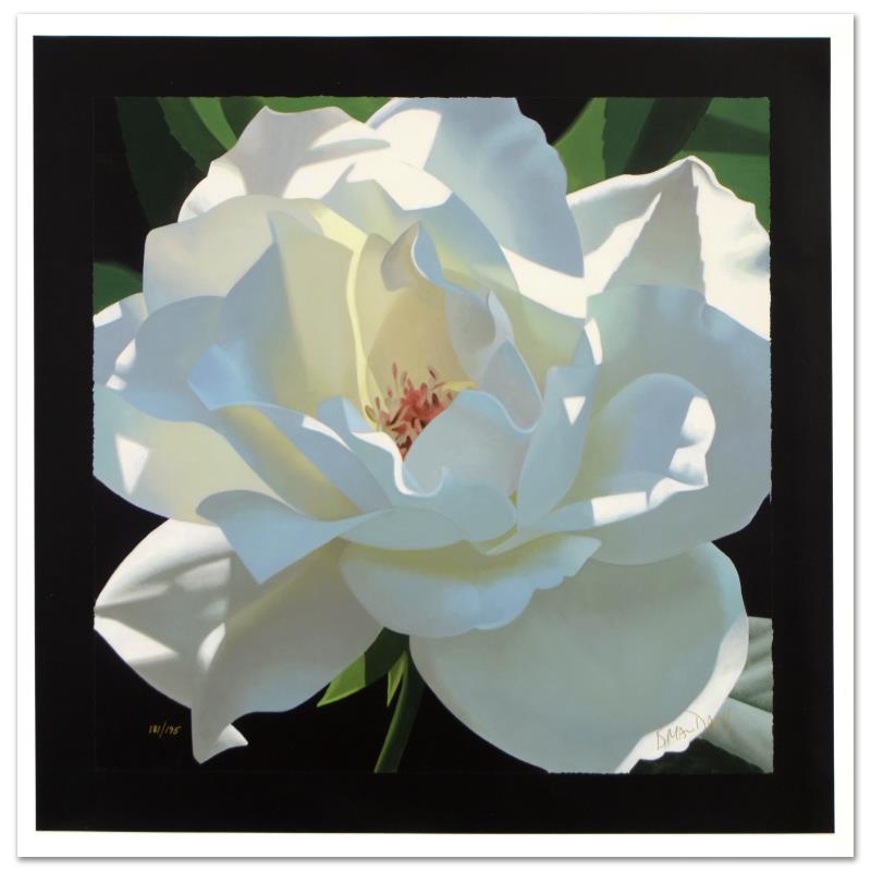 208997 Rose in the Shadows