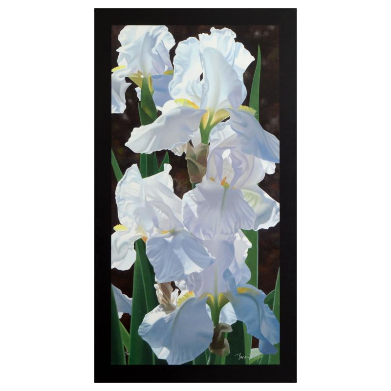 216648 Enchanting Irises
