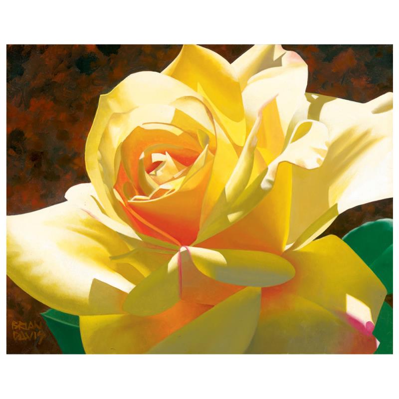 216635 Golden Solo Rose