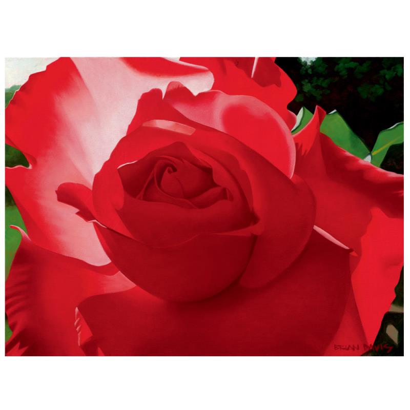 216660 Brilliant Red Solo Rose
